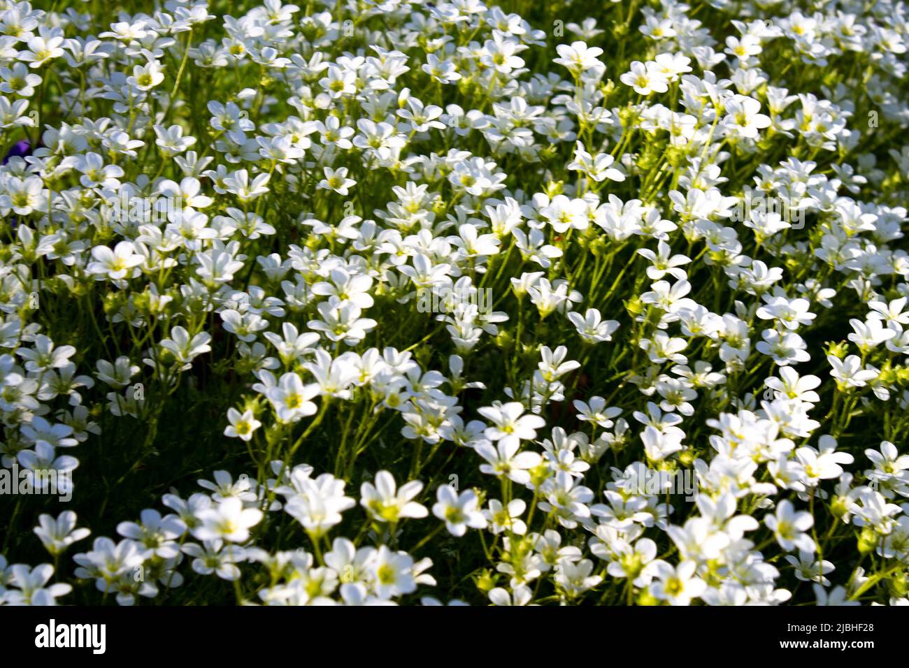 Weiße Blumen blühen Stockfoto