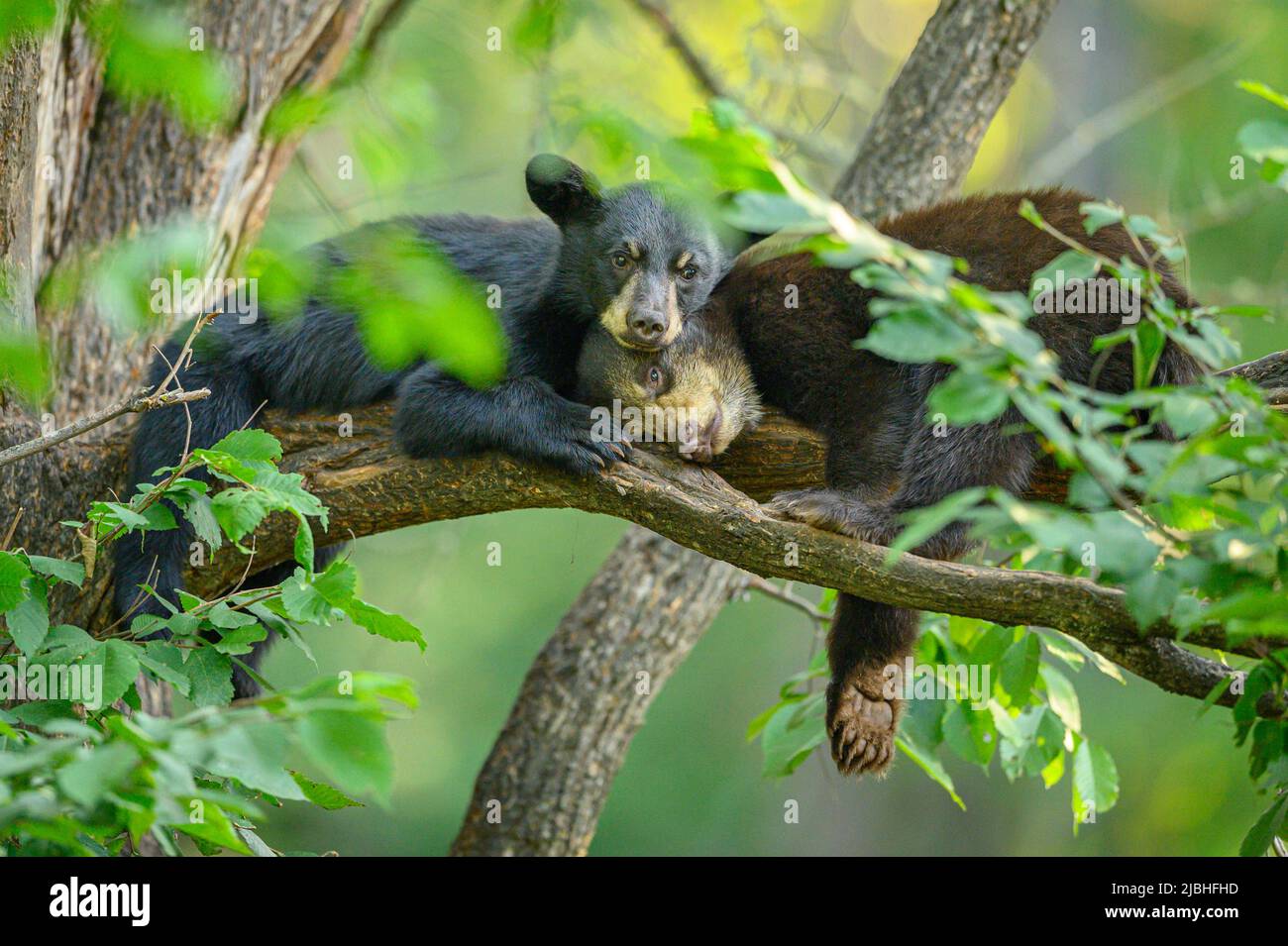 Zwei junge Schwarzbärenjungen, die im Wald auf einem Baum ruhen. Ein Junge hat ihren Kopf auf den anderen in einem niedlichen und zinneren Moment ruhen. Stockfoto