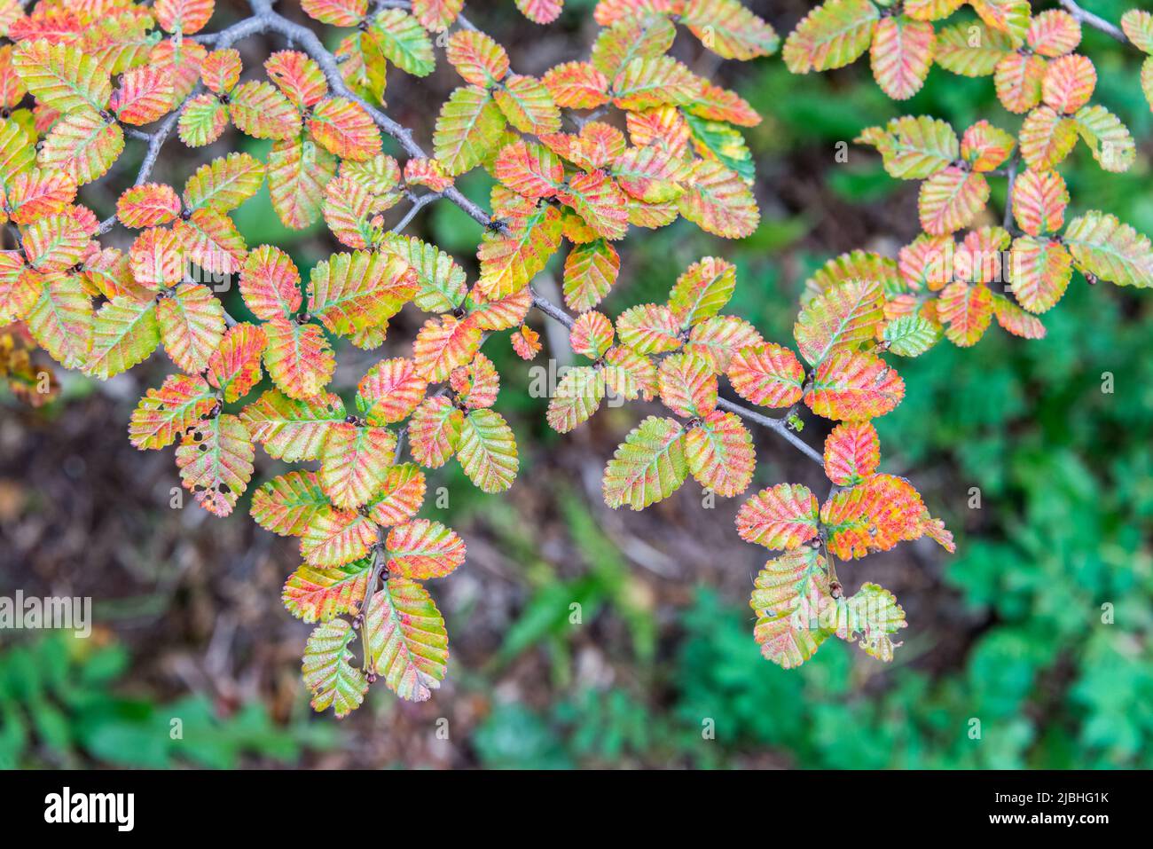 Herbstfarben auf einem Baum im Tierra del Fuego Nationalpark, Argentinien. Stockfoto
