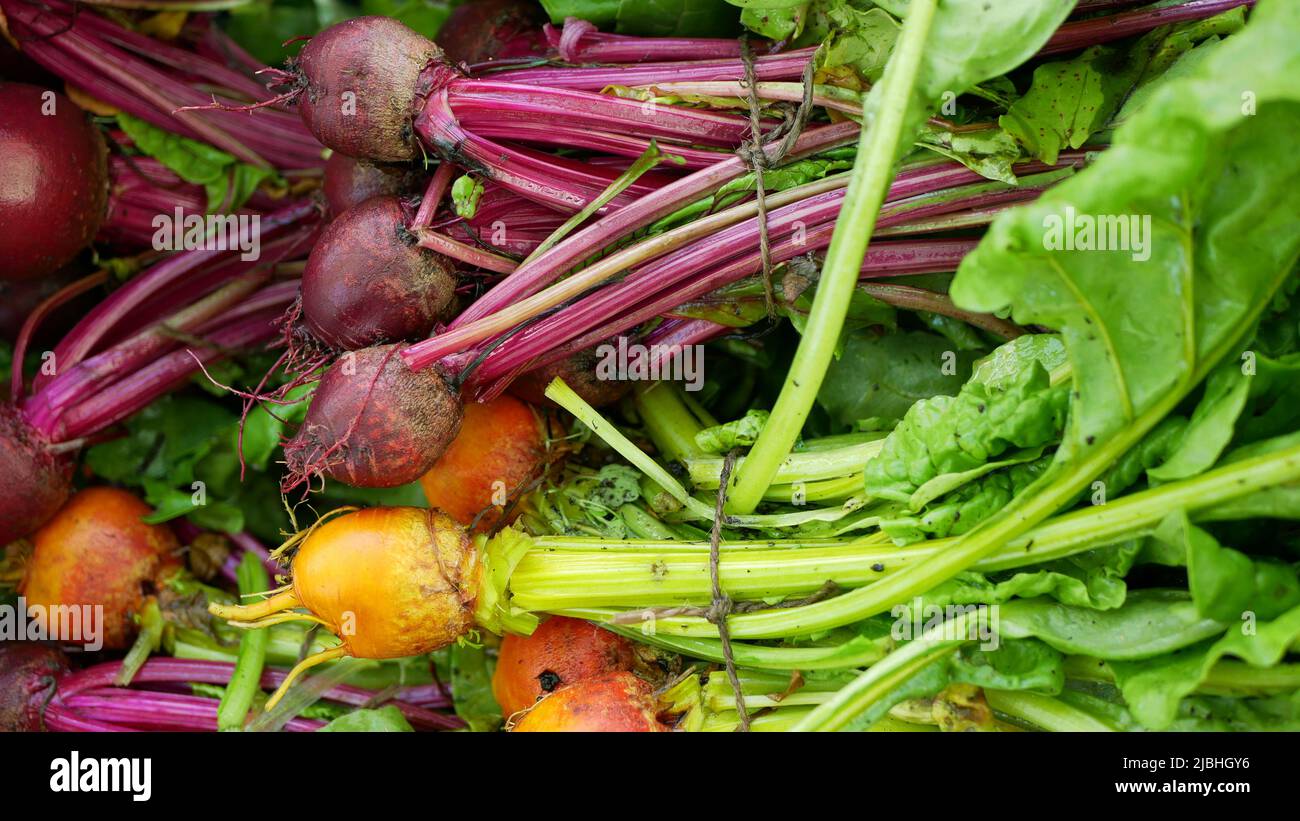 Bio Rote Beete rot golden Beta vulgaris Rüben Burpees Ernte Bund Landwirt Landwirtschaft Gewächshaus Folio und landwirtschaftliche Nutzgarten Ernte Blatt rot Stockfoto