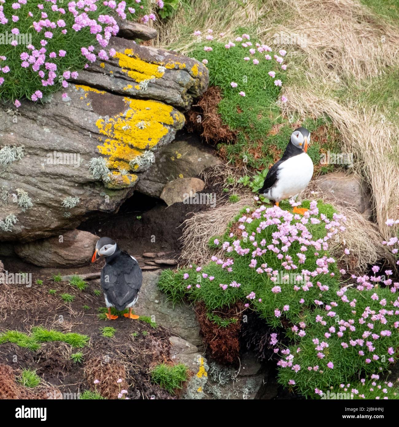 Puffin-Vogel auf der Klippe von Handa Island, einer kleinen Insel in der Nähe von Scourie in Sutherland an der Nordwestküste Schottlands. Stockfoto