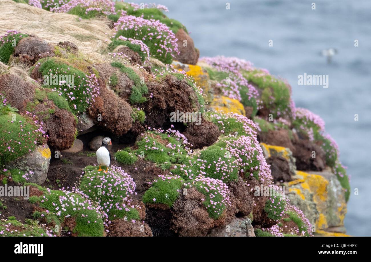 Puffin-Vogel auf der Klippe von Handa Island, einer kleinen Insel in der Nähe von Scourie in Sutherland an der Nordwestküste Schottlands. Stockfoto