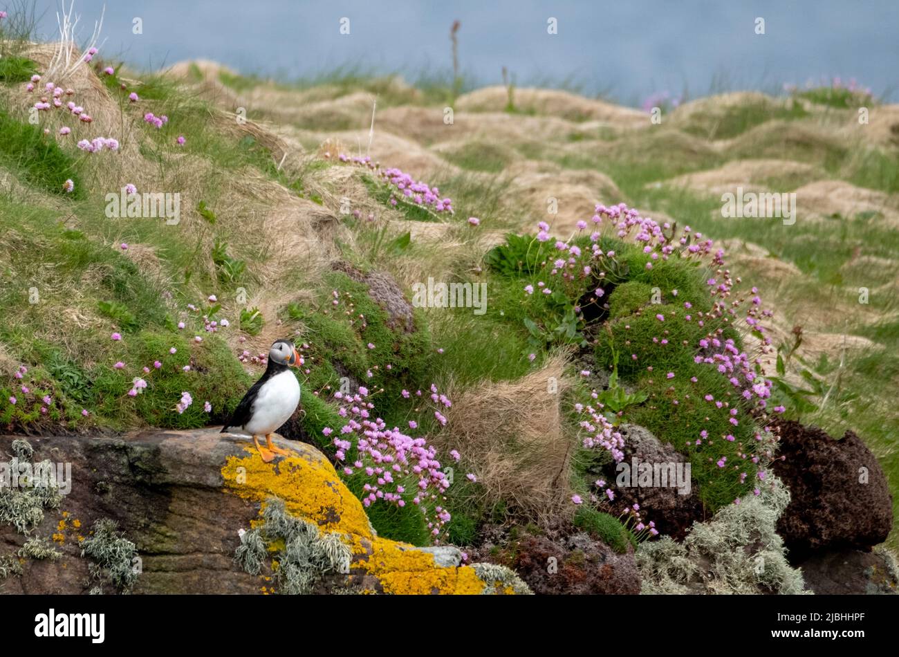 Puffin-Vogel auf der Klippe von Handa Island, einer kleinen Insel in der Nähe von Scourie in Sutherland an der Nordwestküste Schottlands. Stockfoto