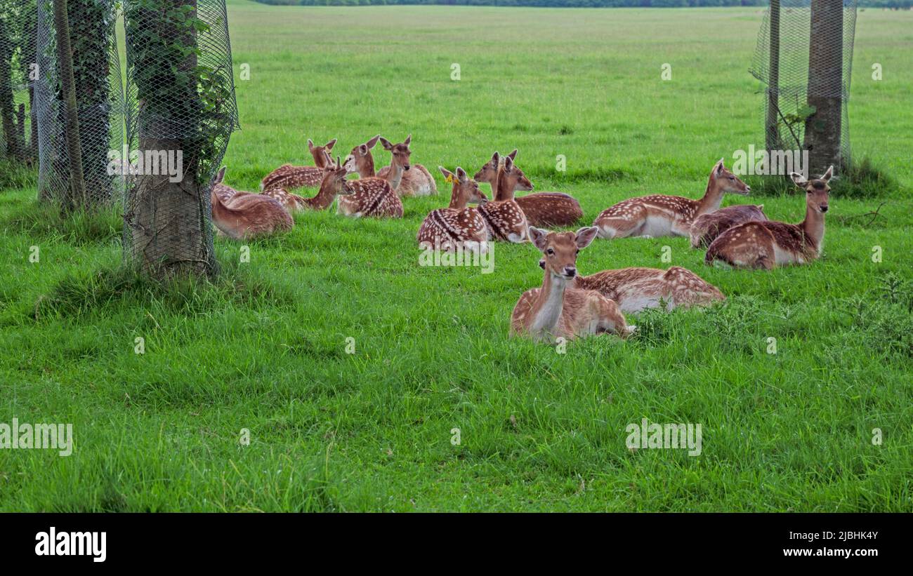 Hirsche ruhen im grünen Gras des Phoenix Park in Dublin, Irland. Platz für Kopie. Stockfoto