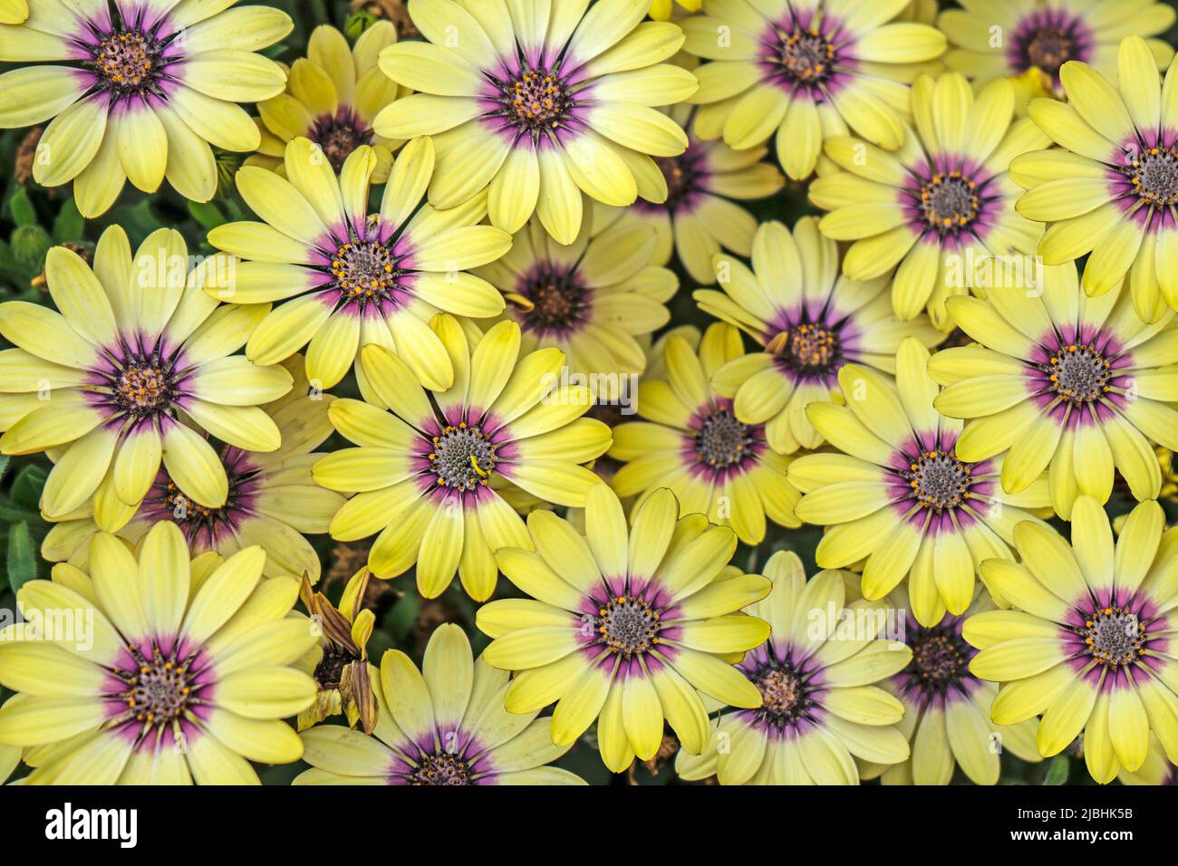 Die Blumen von Blue Eyed Beauty Osteospermum füllen das Bild mit Farbe. Stockfoto