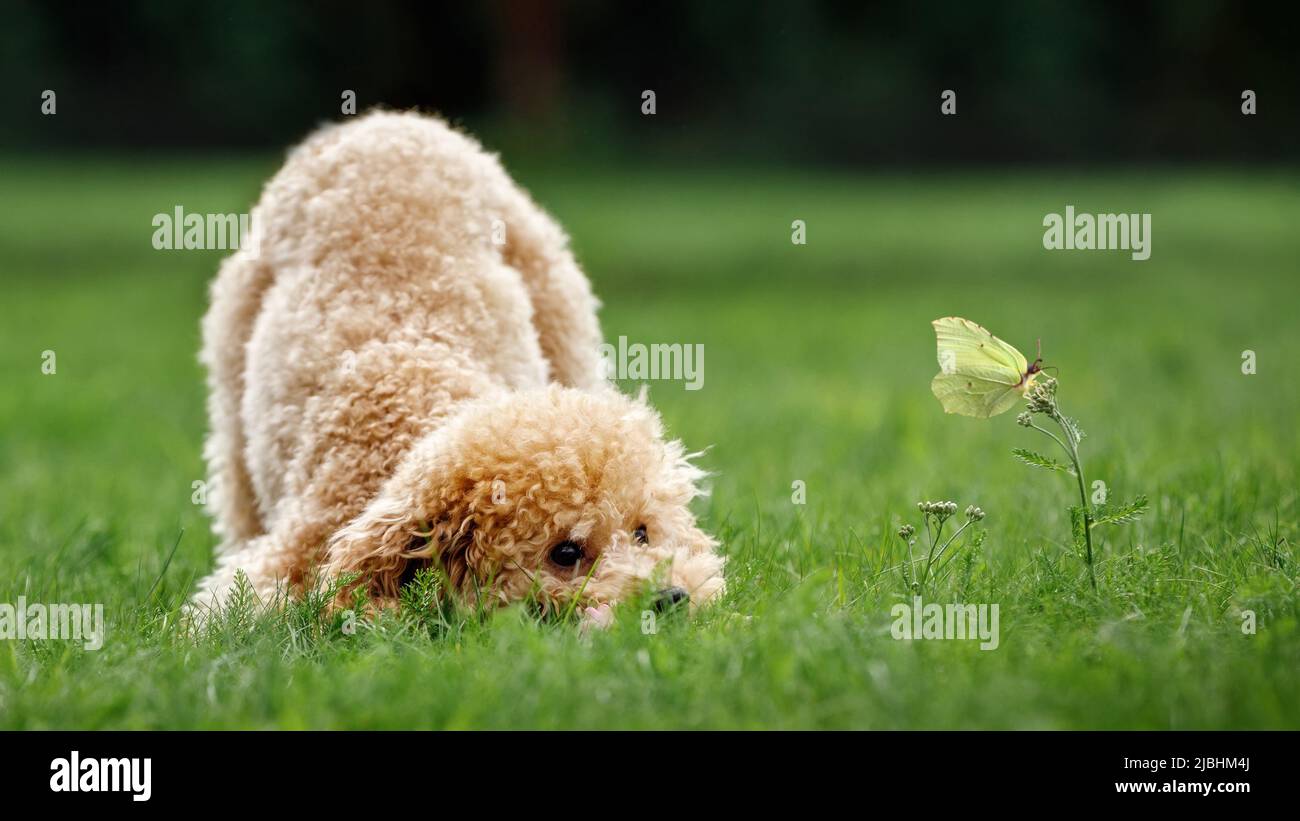 Ein kleiner Welpe auf einem grünen Rasen beobachtet sanft einen gelben Schmetterling, der auf einer Blume hockt. Das großformatige Foto eignet sich für ein Webbanner oder als GIF Stockfoto