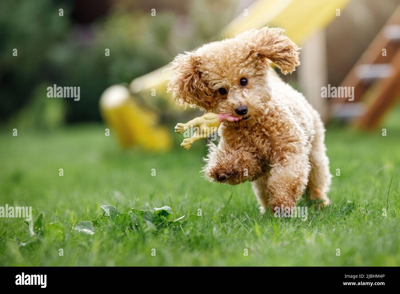 Ein Pudel beißt und holt ein weiches Gummispielzeug und läuft im öffentlichen Park. Schneller und wütender Welpe läuft im sonnigen Sommer-Backgr schnell auf die Kamera zu Stockfoto