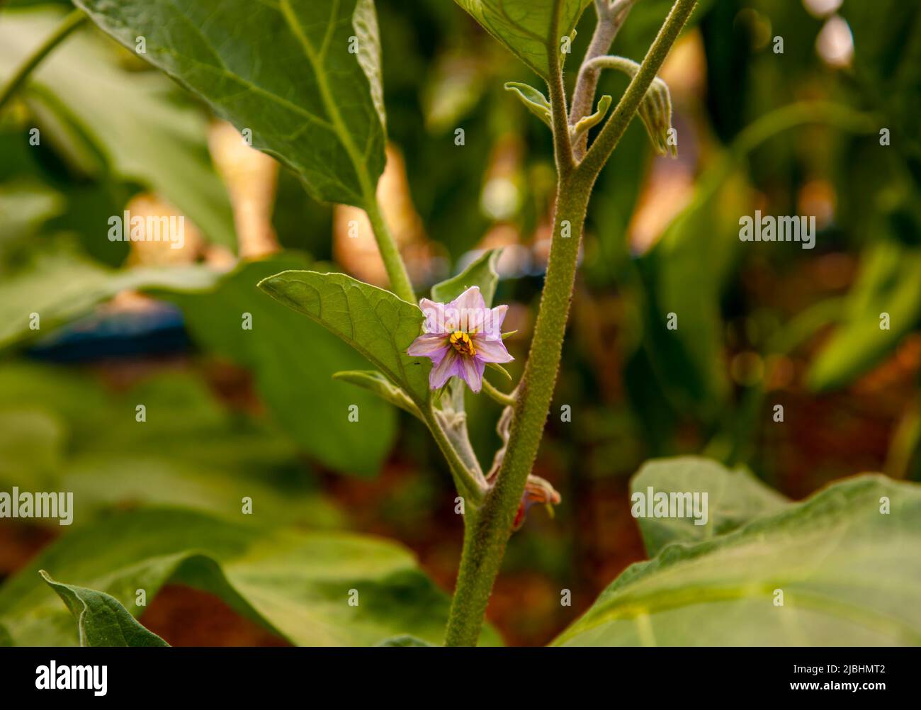 Selektiver Fokus. Einzelne Aubergine Blume. Auberginen oder Auberginen blühen in der Pflanze. Nahaufnahme. Stockfoto
