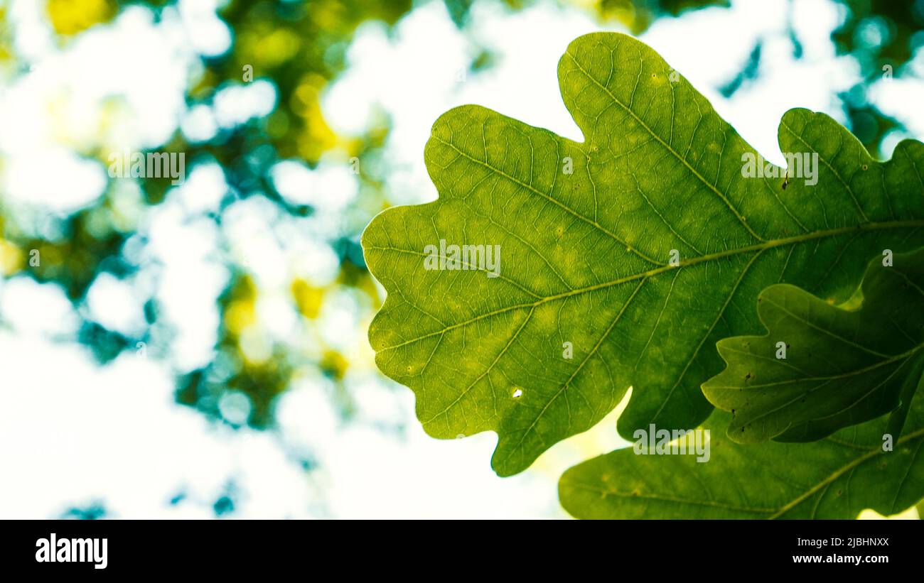 Selektive Fokusaufnahme des grünen Eichenblatts auf dem hellen Himmel-Hintergrund. Stockfoto