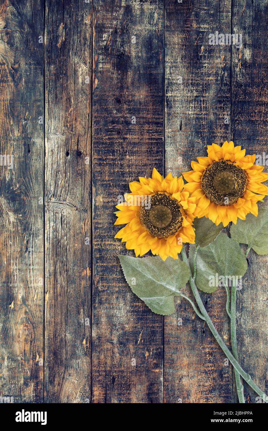 Holzhintergrund mit Sonnenblumen. Holzstruktur florale Bauernhaus Dekoration Stockfoto