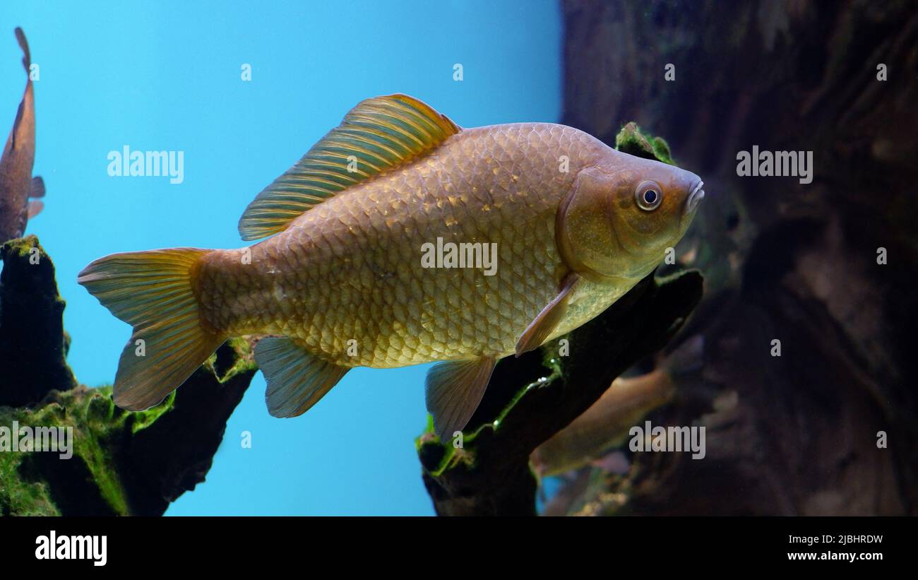Süßwasserfische Karausche schwimmt im Aquarium. Der Karauschen Karpfen in einem Unterwasserlebensraum. Stockfoto