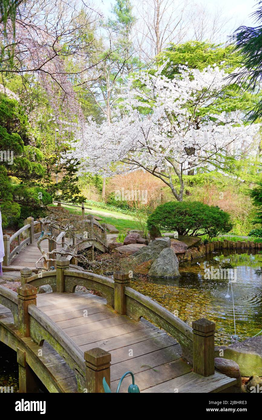 WASHINGTON, DC -26 MAR 2022- Blick auf den japanischen Garten im Hillwood Estate Museum and Gardens, ehemaliges Herrenhaus von Marjorie Merriweather Post locat Stockfoto