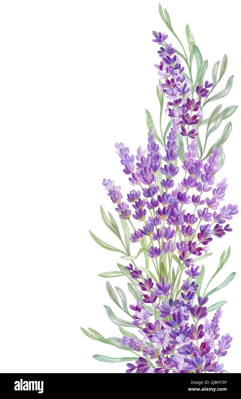 Lavendelblüten Rand, freier Platz für Text, Aquarell Illustration Stockfoto