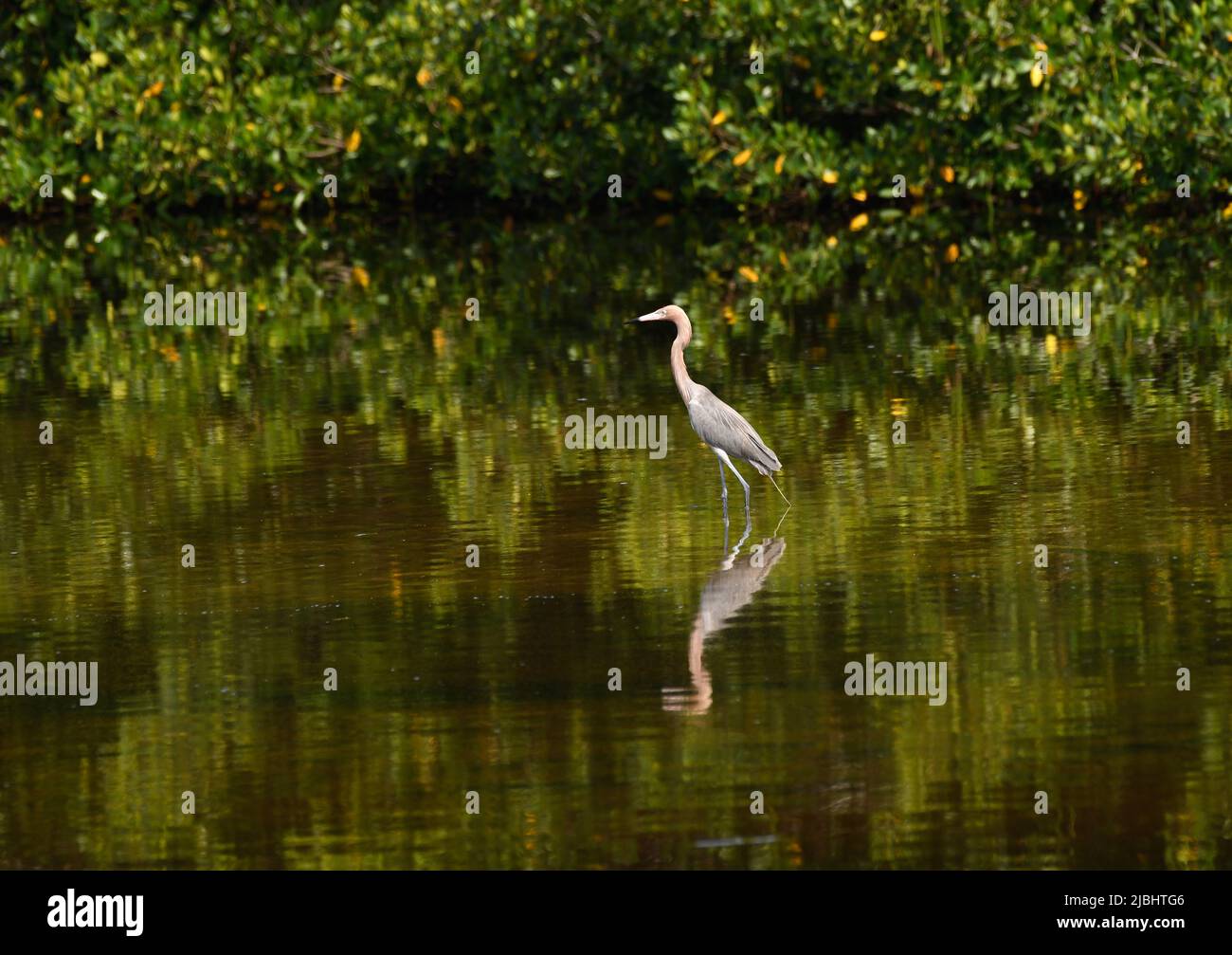 Sanibel Island, Florida, USA, 5. Juni 2022 im Bild rötliche Reiher, die als "bedrohte" Arten eingestuft sind und geschützt sind, weniger als 2000 Brutpaare in den USA, die zur Familie der Heron gehören, wie sie im Ding Darling Game Preserve in Sanibel Island, Florida, zu sehen sind. Foto von Jennifer Graylock-Graylock.com Stockfoto