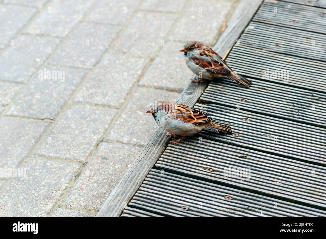 Ein Paar Spatzen sitzt auf dem Bürgersteig. Das Leben wilder Tiere in einer modernen Stadt. Stockfoto