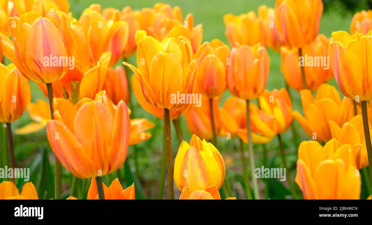 Heller natürlicher Hintergrund für Ihre Projekte aus leuchtend orangefarbenen Tulpenblüten vor dem Hintergrund von grünem Gras Stockfoto