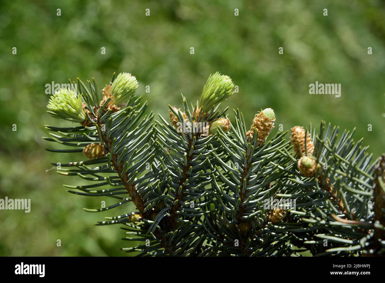 Junge Triebe von Abies verfärben sich Stockfoto