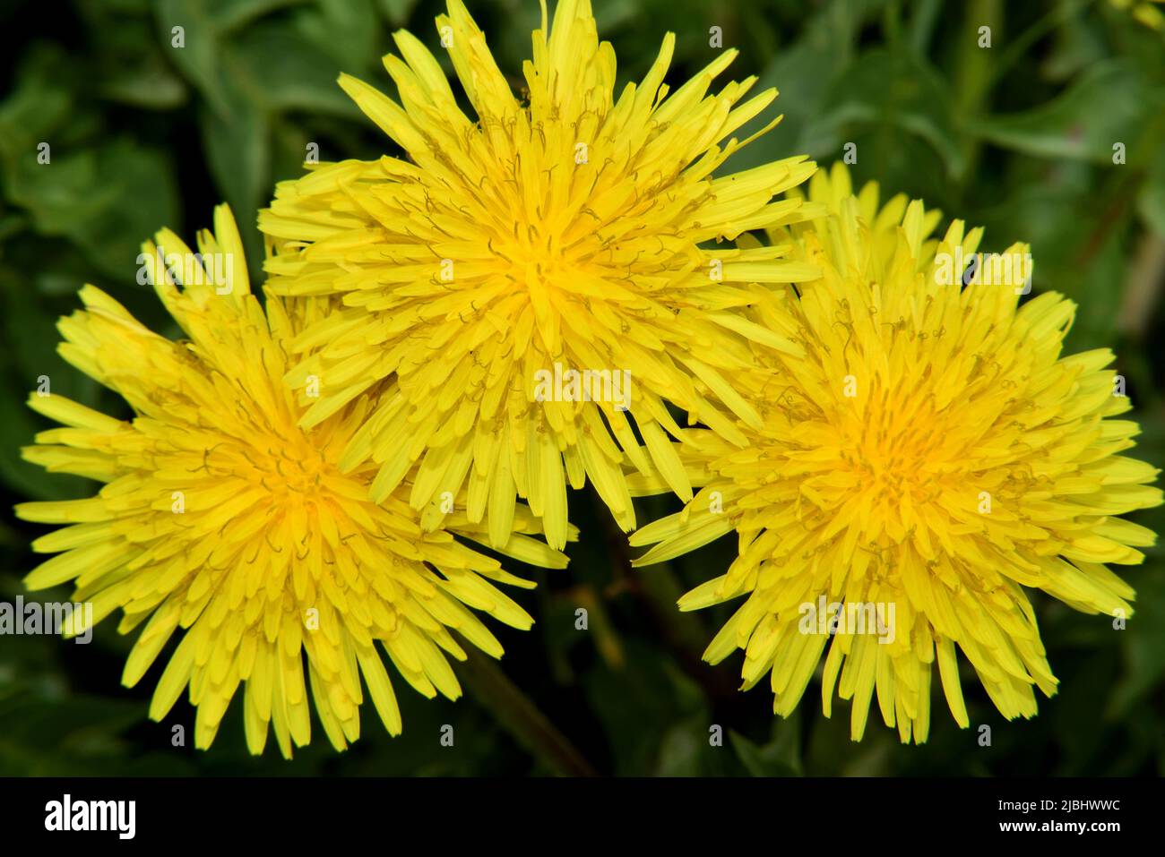 Taraxacum officinale im frühen Frühjahr Stockfoto