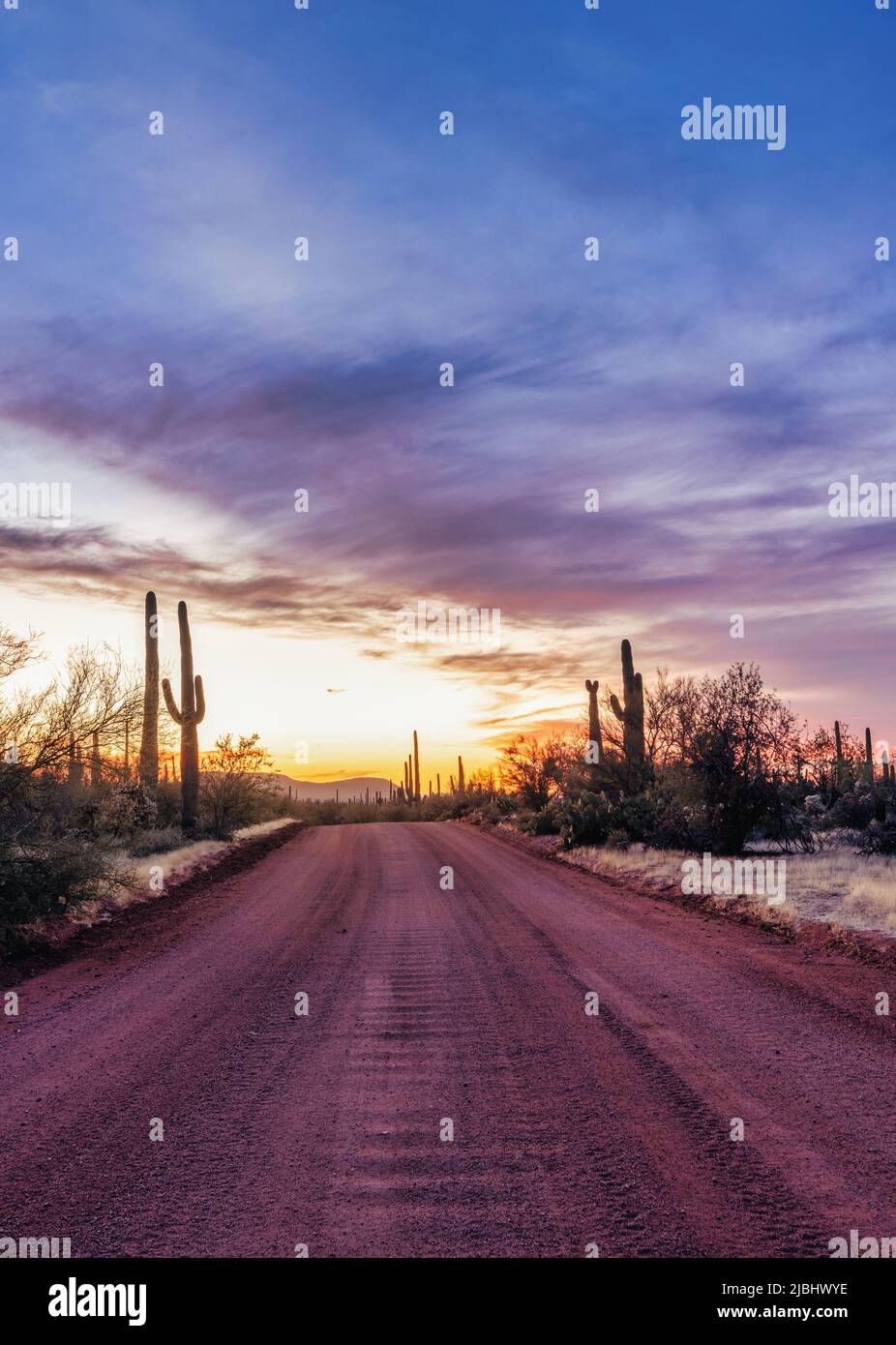 Unbefestigte Straße, die bei Sonnenuntergang durch saguaro Kakteen führt. Landschaft im Südwesten von Arizona. Stockfoto