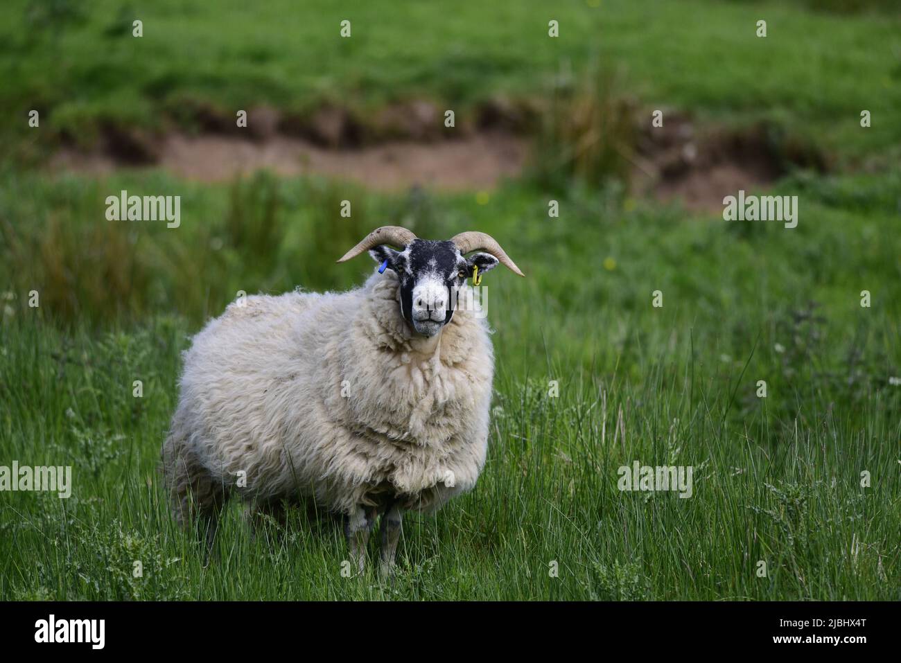 Scottish Blackface Schafe und Lämmer Stockfoto