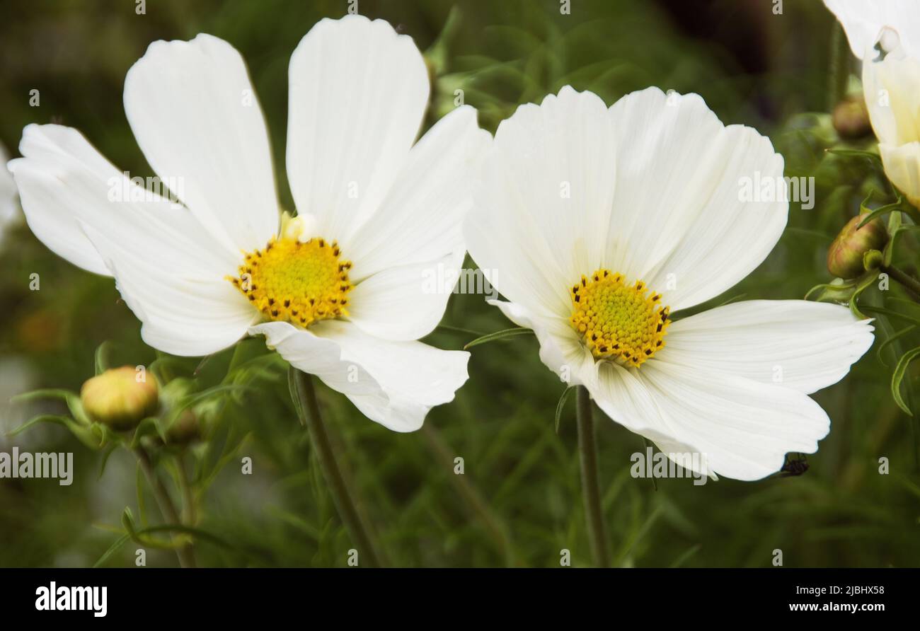 Cosmos Bipinnatus 'Purity' Stockfoto