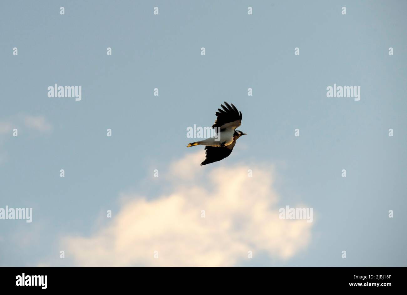 Ein Vogel, der am Himmel in Sydney, NSW, Australien fliegt (Foto: Tara Chand Malhotra) Stockfoto