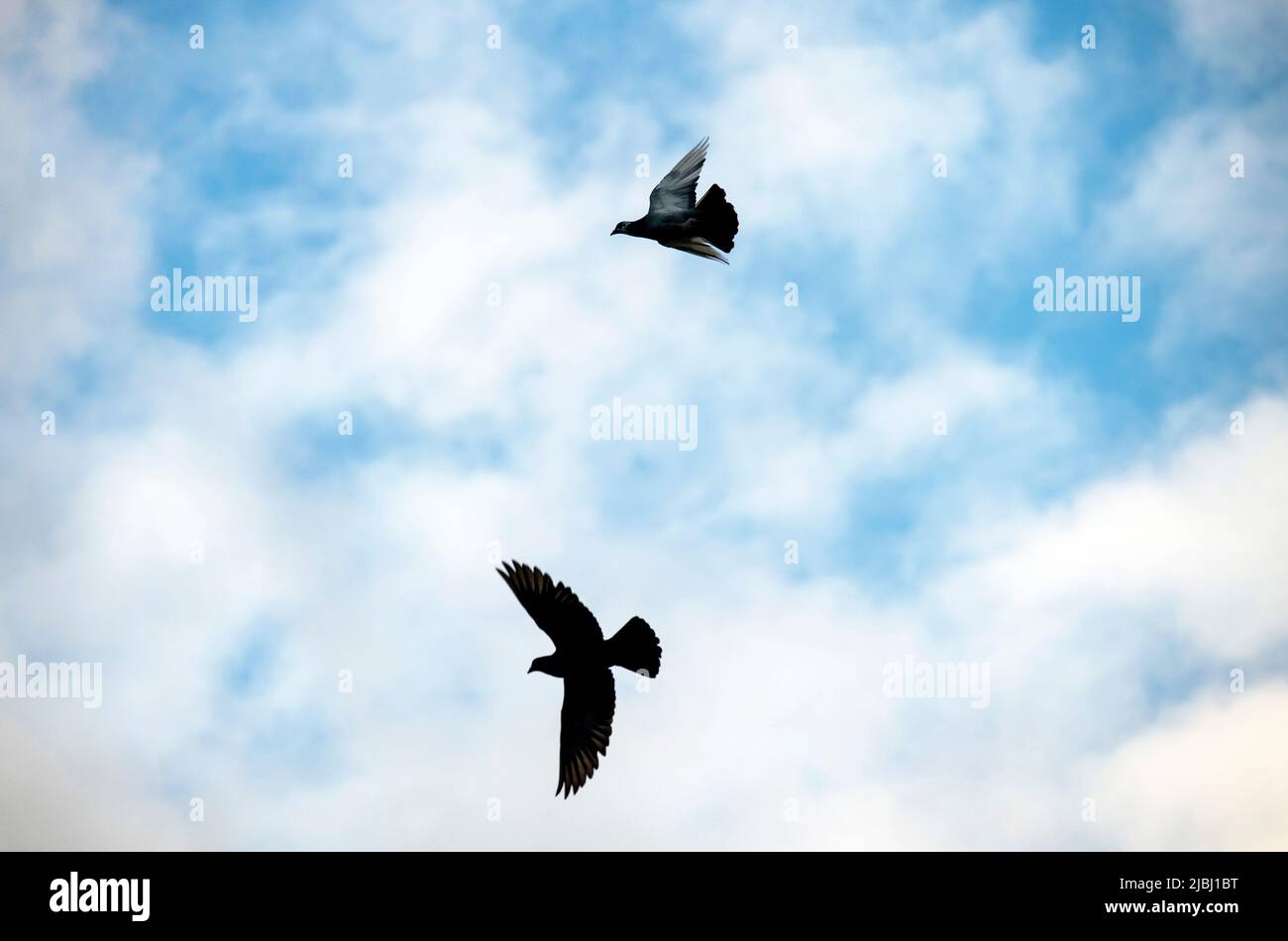 Zwei Vögel fliegen am Himmel in Sydney, NSW, Australien (Foto: Tara Chand Malhotra) Stockfoto