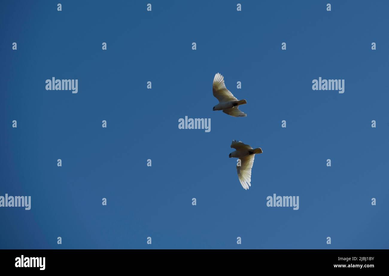 Zwei Vögel fliegen am Himmel in Sydney, NSW, Australien (Foto: Tara Chand Malhotra) Stockfoto