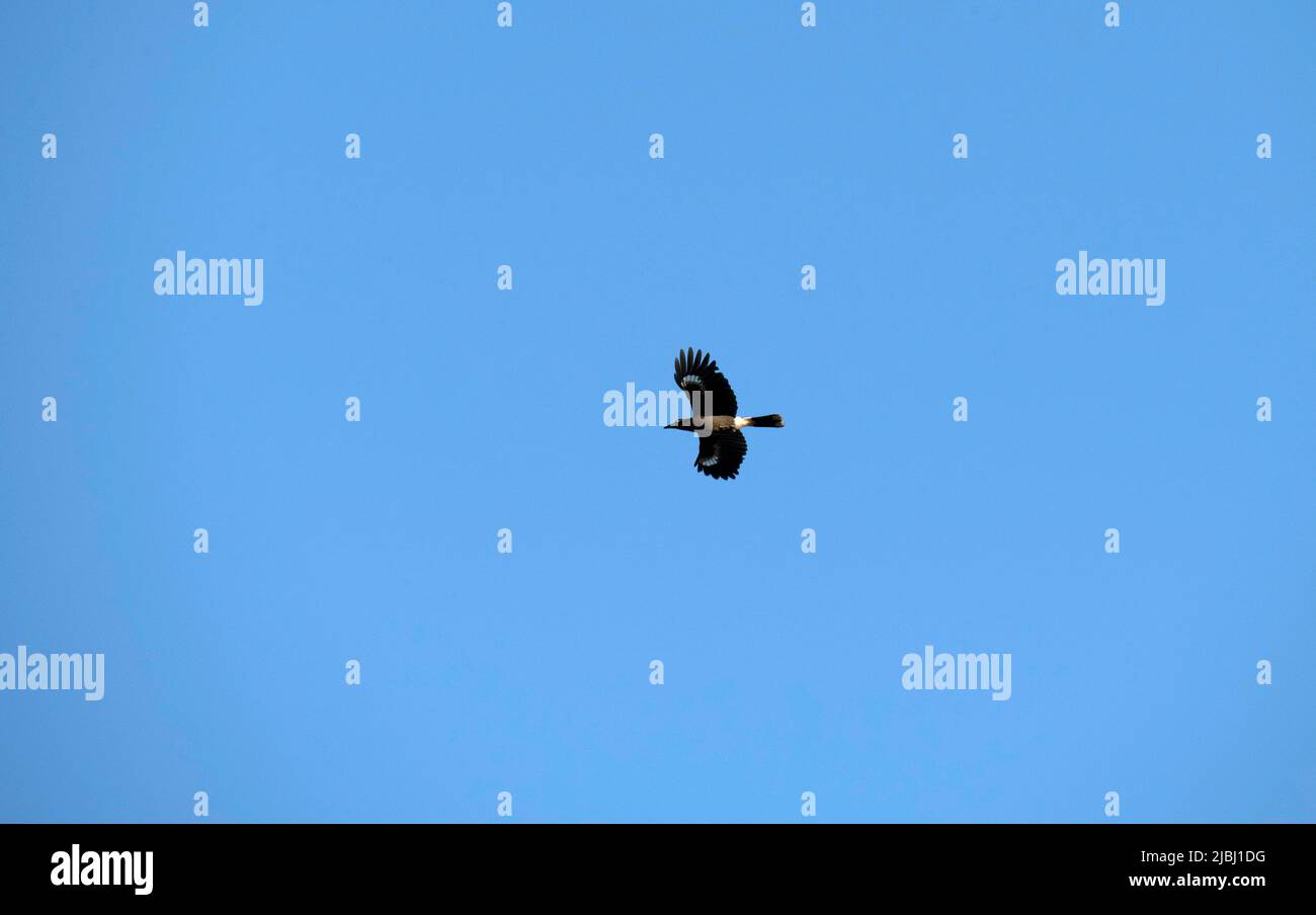Ein Vogel, der am Himmel in Sydney, NSW, Australien fliegt (Foto: Tara Chand Malhotra) Stockfoto