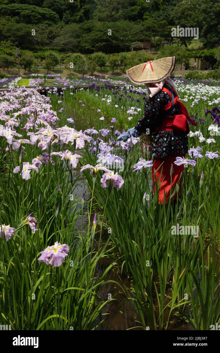 Der Yokosuka Iris Garden oder Shobuen ist einer der größten Irisgärten Japans, in dem auf einem 3,8 Hektar großen Gelände 140.000 Iris mit über 400 Sorten blühen Stockfoto