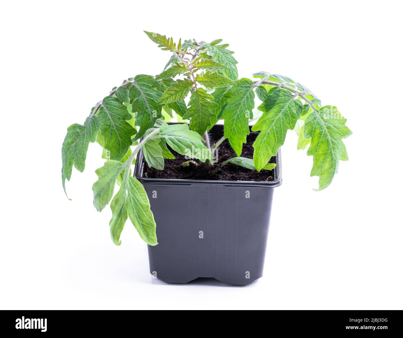 Frühe Zwergtomate sprießen in einem Kunststofftopf, der auf Weiß isoliert ist Stockfoto Frühe Zwergtomate sprießen in einem Kunststofftopf, der auf Weiß isoliert ist Stockfoto