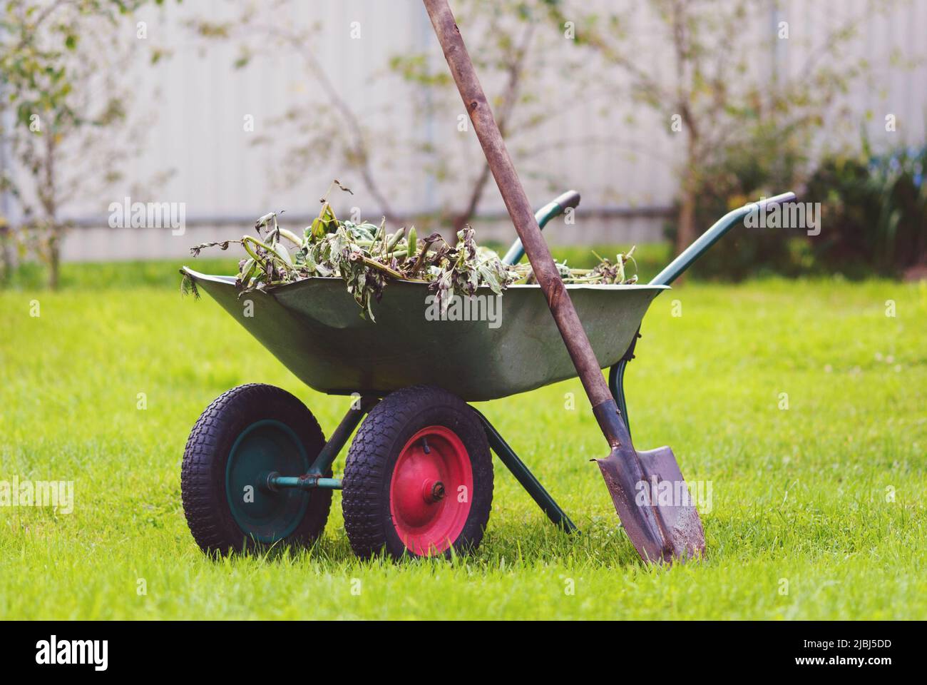 Schubkarre im Hinterhof, grüner Rasen, Schaufel, entwurzeltes Unkraut, Gartenarbeit Stockfoto