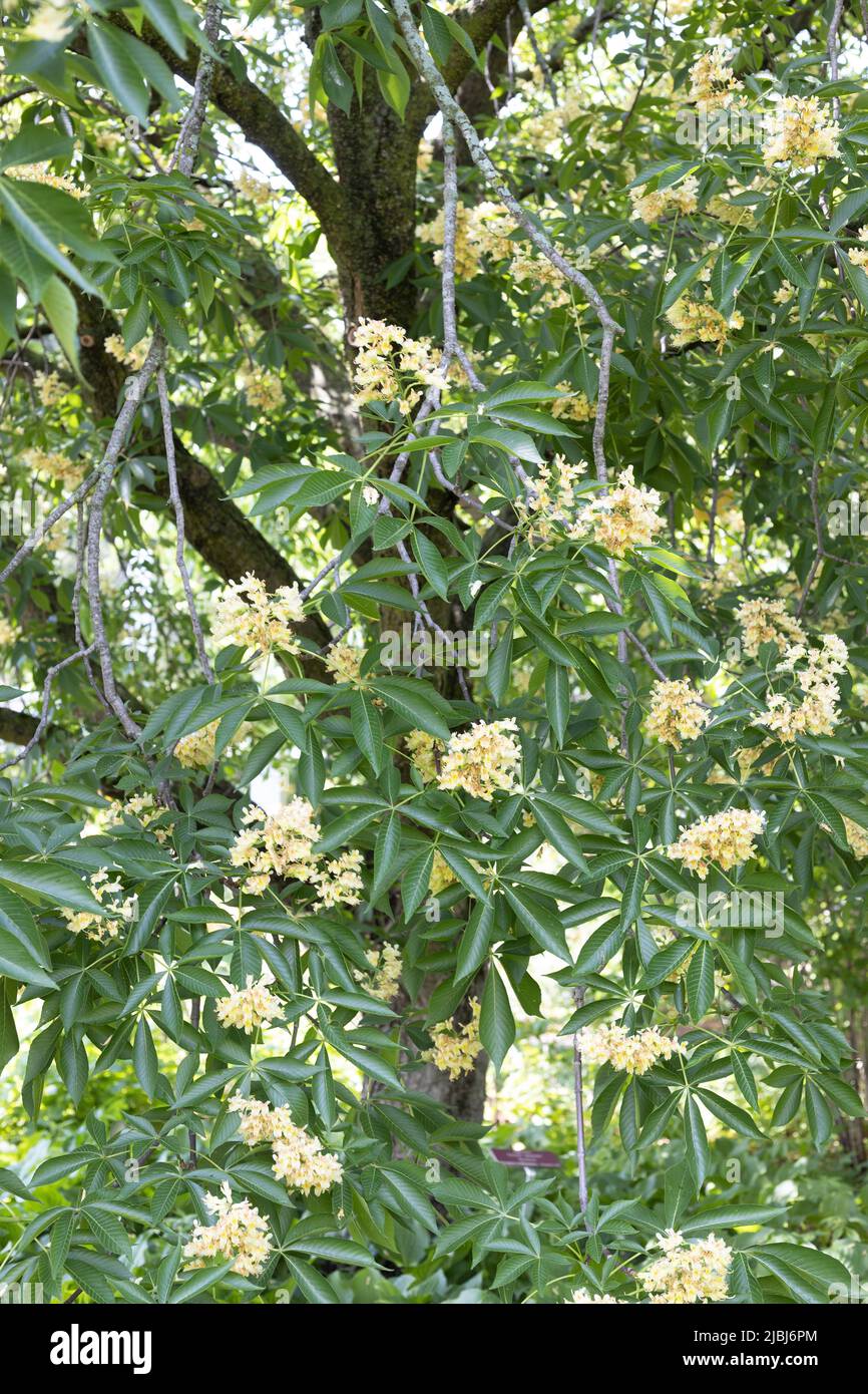 Blumen eines Aesculus 'Autumn Splendor' buckeye Baumes. Stockfoto