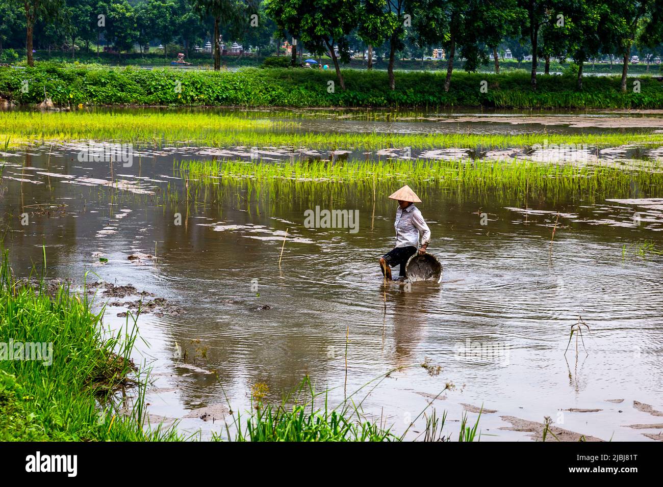 Asiatische Bauern zu Fuß mit ihren Pflanzen Warenkorb in einem muddly Reisfeld Feld. Stockfoto