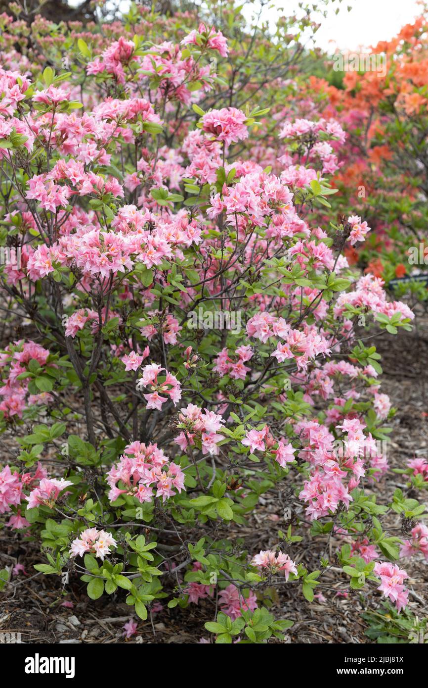 Rhododendron 'UMNAZ 493' - elektrische Lichter doppelt rosa Azaleen Blüten. Stockfoto