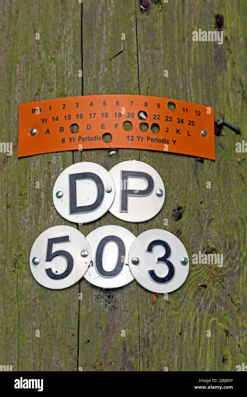 BT Openreach Telegraph Pole, Cliff LN, Grappenhall, Warrington, Cheshire, England, Großbritannien, WA4 2TS – ID-Nummern zur Kennzeichnung von Geräten und Wartung Stockfoto
