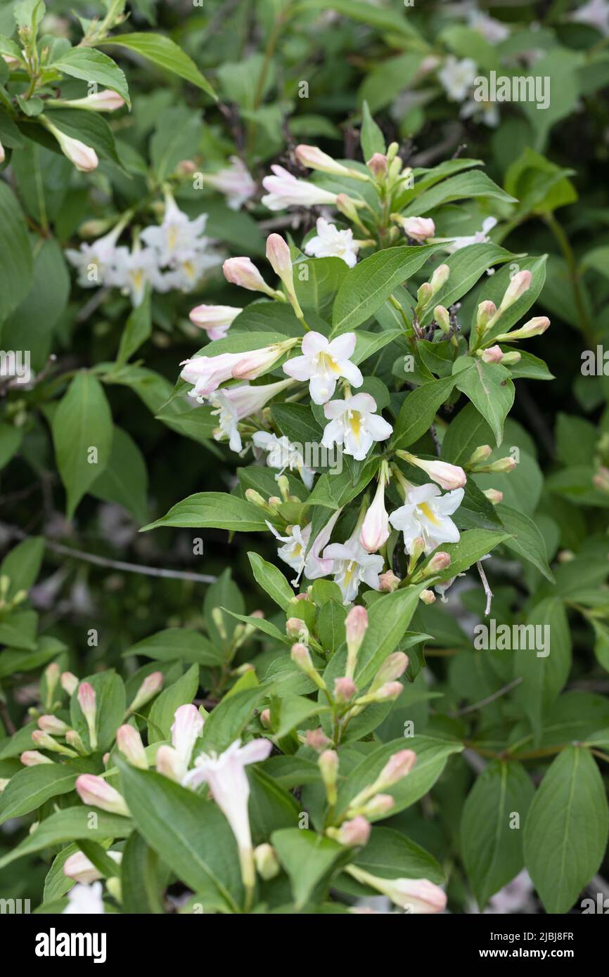 Weigela Florida „White Knight“. Stockfoto