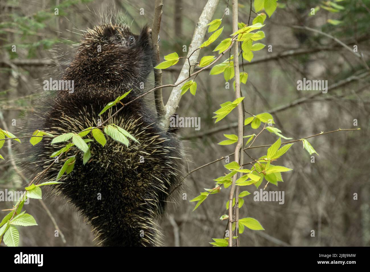 Stachelschwein beim Mittagessen auf einem kleinen Baum Stockfoto