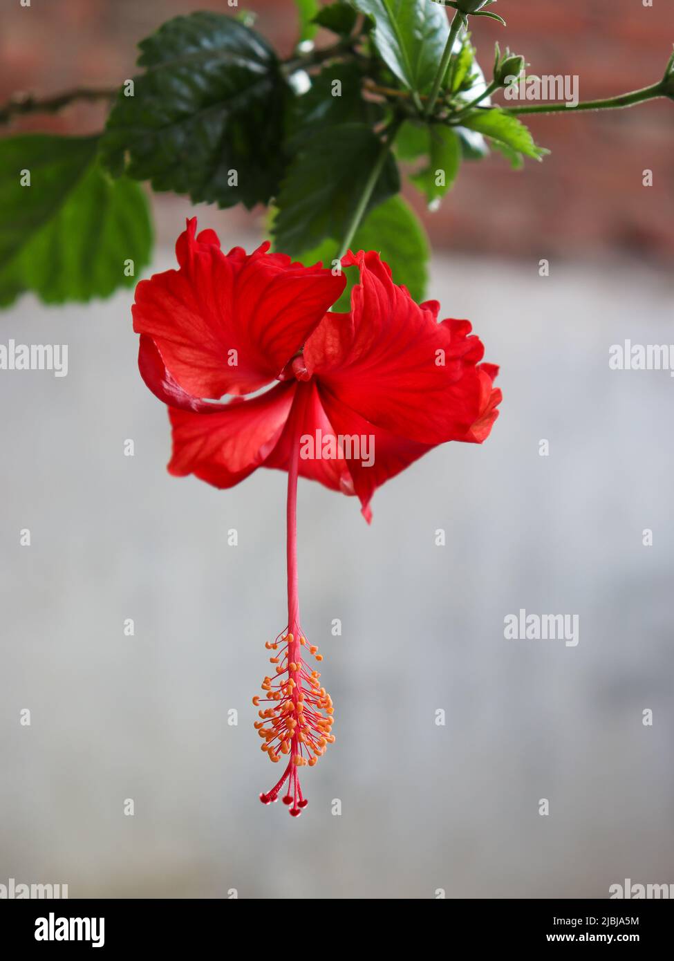 Roter Hibiskus in Zimmerpflanzen Stockfoto