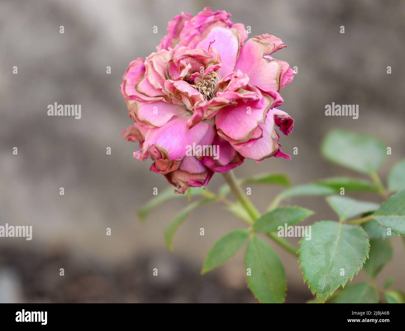 Eine trockene Rose in meinem Garten Stockfoto