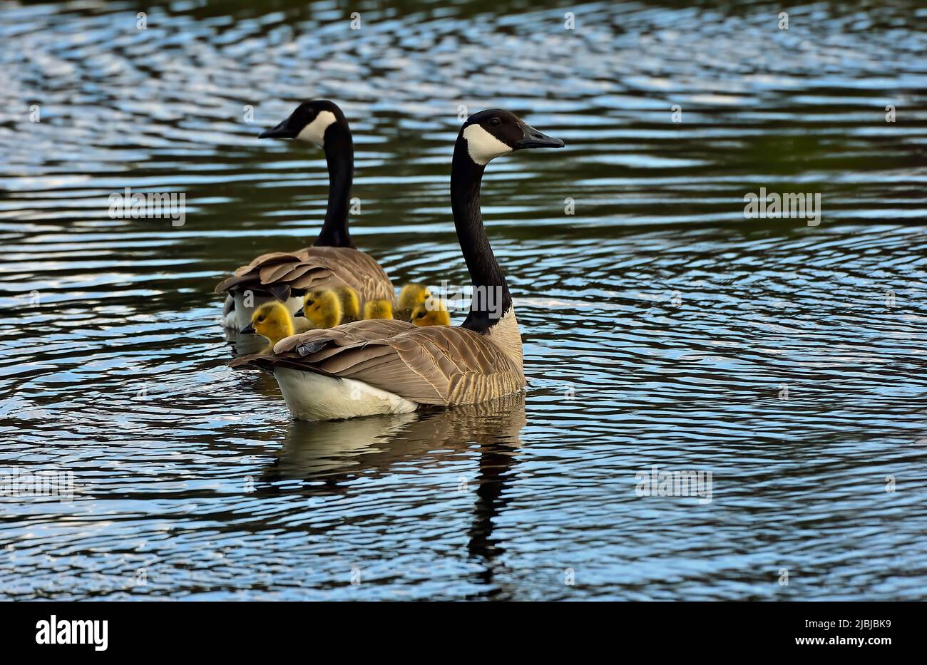 Eine Familie von Kanadagänsen (Branta canadensis), die im Maxwell Lake im ländlichen Alberta, Kanada, ihre Gänse zum Schwimmen hat. Stockfoto