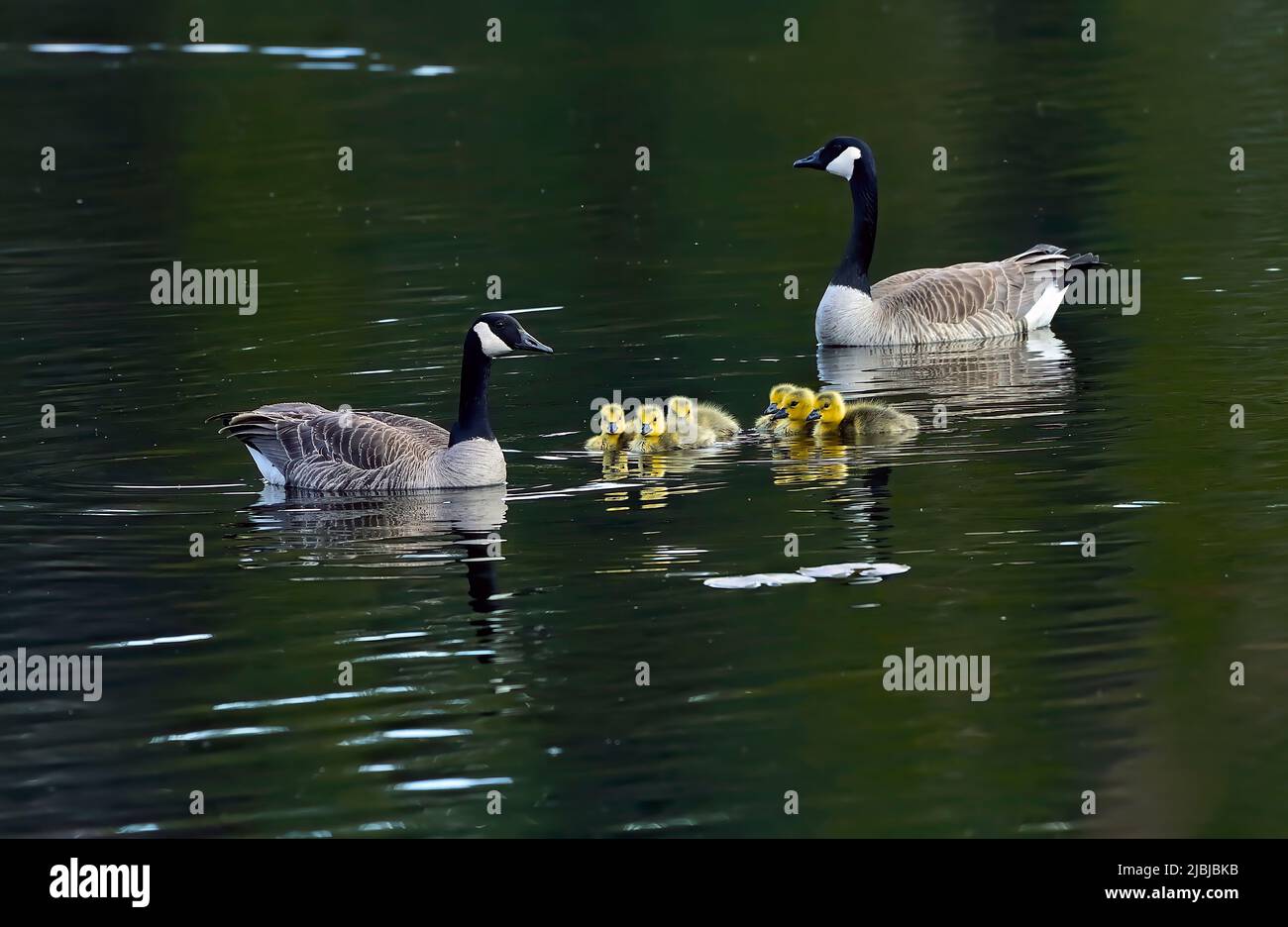 Eine Familie von Kanadagänsen (Branta canadensis); mit ihren neuen Gänsen zum Schwimmen im Maxwell Lake im ländlichen Alberta Canada. Stockfoto