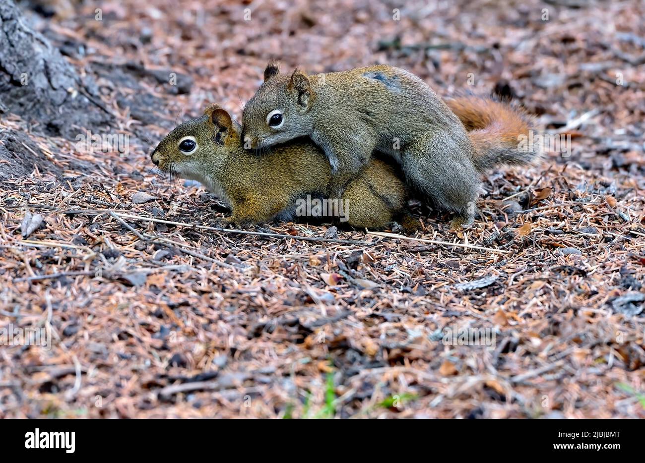 Zwei rote Eichhörnchen „Tamiasciurus hudsonicus“ paaren sich auf dem Waldboden in ihrem bewaldeten Lebensraum in Alberta, Kanada Stockfoto