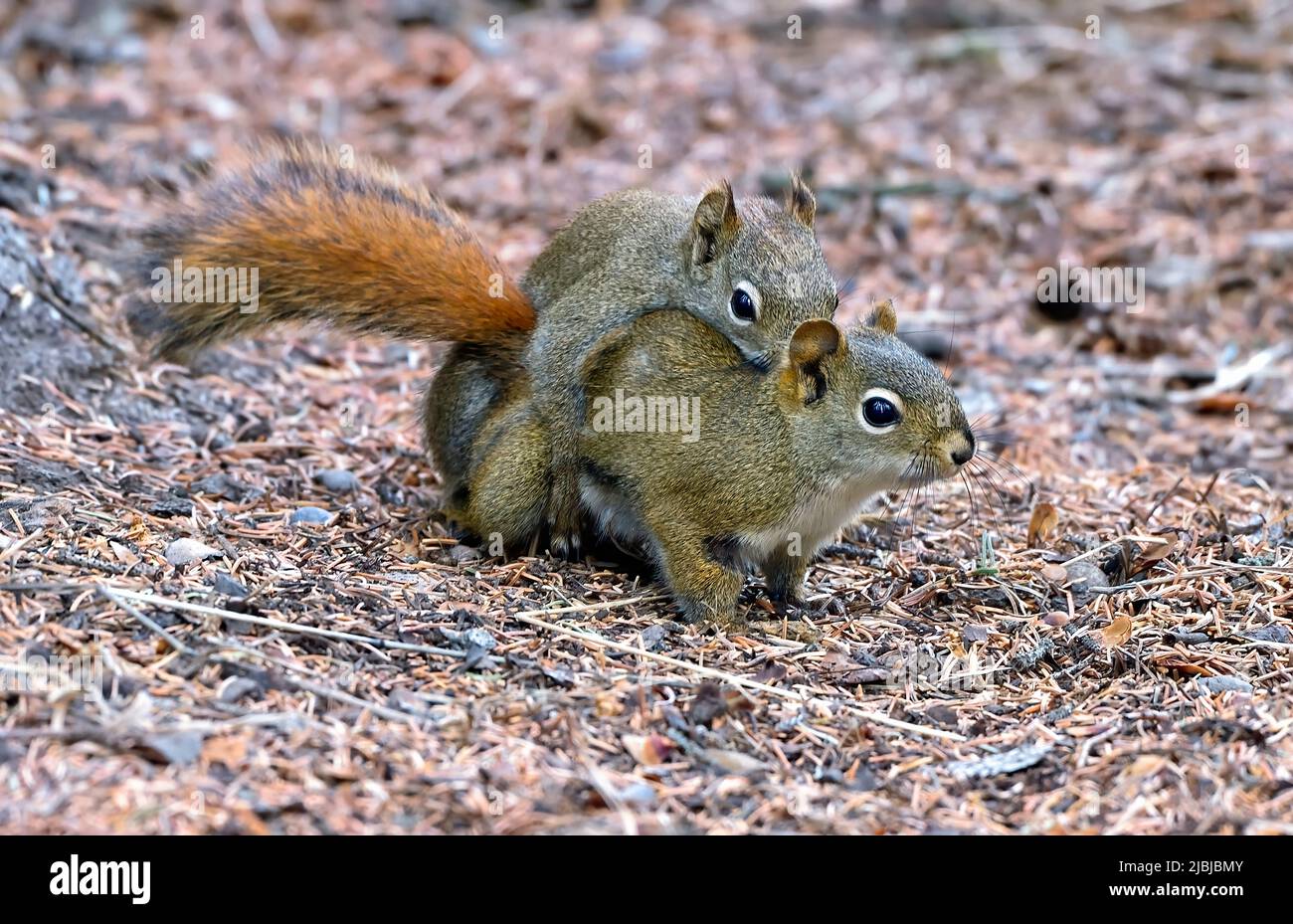 Zwei rote Eichhörnchen „Tamiasciurus hudsonicus“ paaren sich auf dem Waldboden in ihrem bewaldeten Lebensraum in Alberta, Kanada Stockfoto