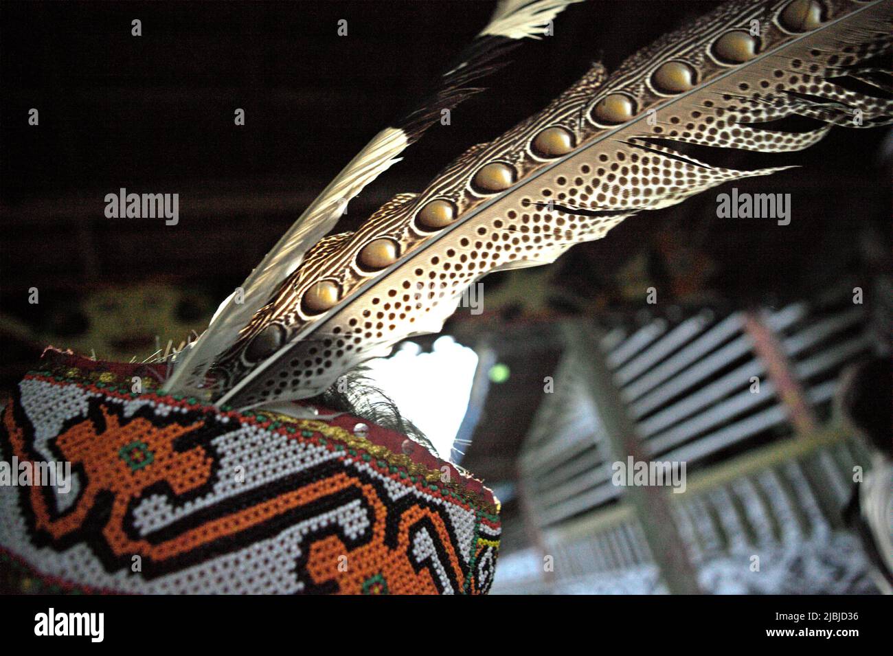 Traditionelles Kopfzubehör aus Hornschnabelfedern wird während einer Ökotourismus-Veranstaltung im Bali Gundi Longhouse der traditionellen Dayak Taman Gemeinde in Sibau Hulu, Putussibau Utara, Kapuas Hulu, West Kalimantan, Indonesien, gesehen. Stockfoto