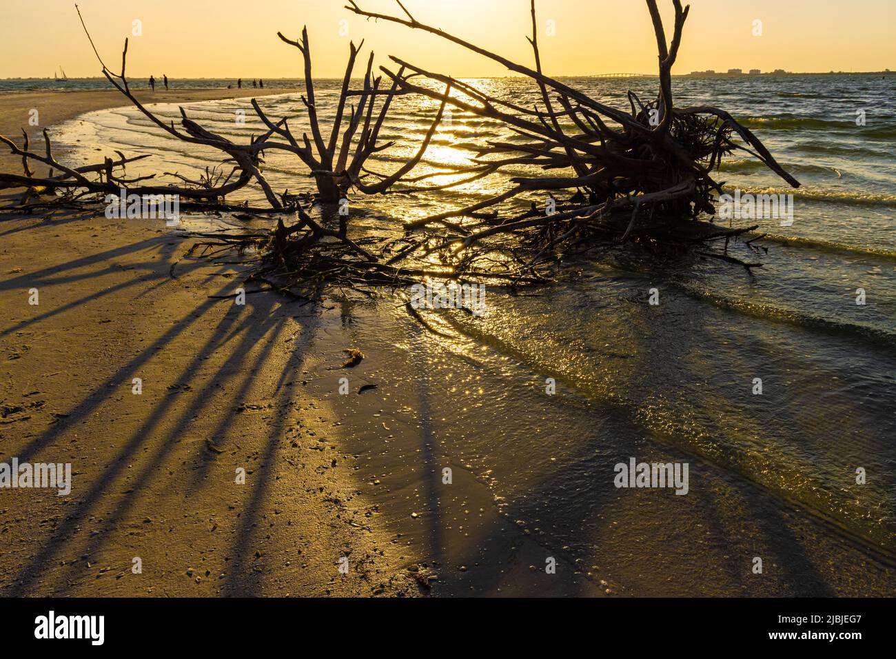 Ghost Tree am Bowditch Point, Fort Myers Beach, Florida, USA Stockfoto