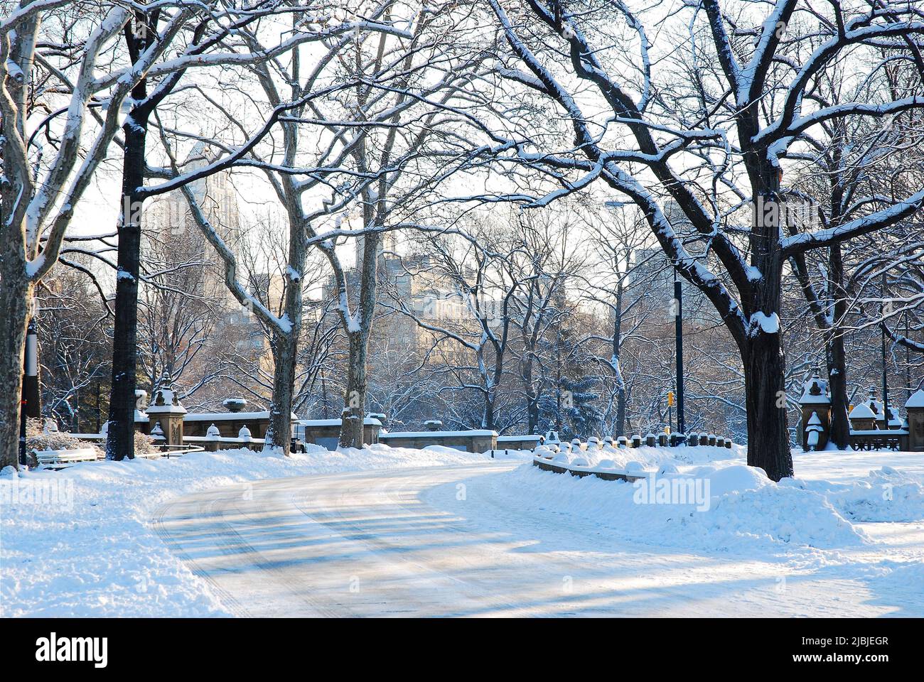 Nach einem nächtlichen Sturm im Central Park, New York, klammert sich der Schnee am Morgen an die Bäume Stockfoto