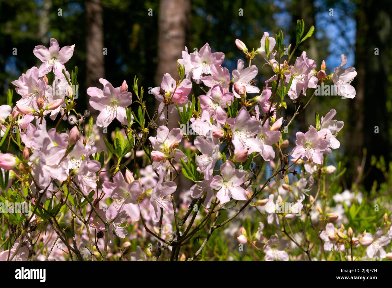 Blühende Sträucher mit hellrosa zarten Blüten im Frühlingsgarten aus nächster Nähe Stockfoto