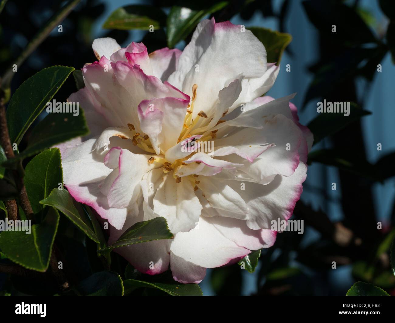 Blumen, Eine Rüschenblume der Kamellia sasanqua mit rosa gefärbten, umrandeten weißen Blüten zwischen dunkelgrünen Blättern im schimmernden Licht im Garten, Australien Stockfoto