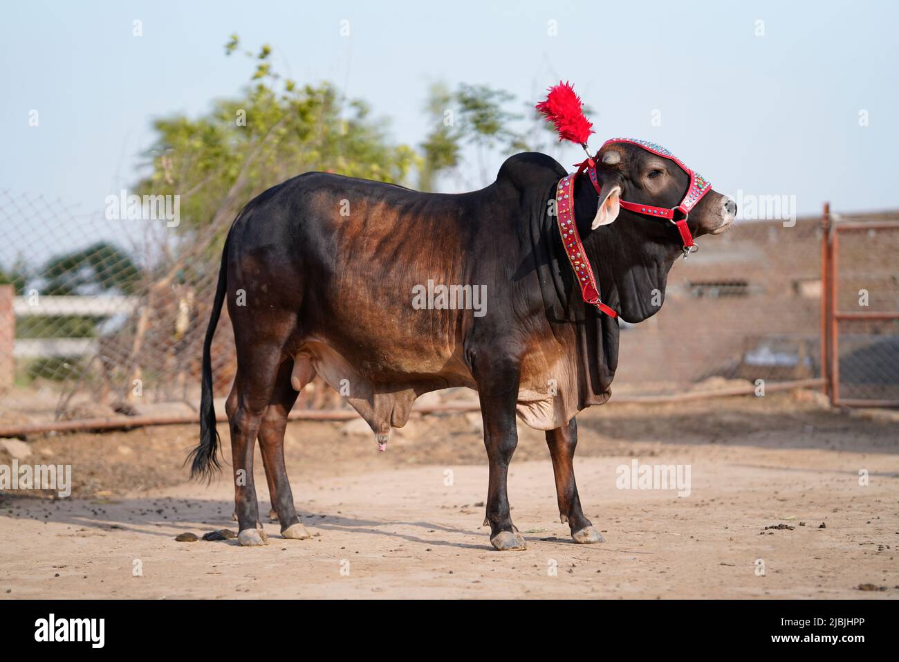Schöne Kuh steht auf dem Markt für das Opferfest von Eid zum Verkauf. Stockfoto
